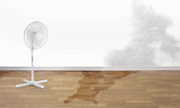 Best Water damage restoration specialists  in Hodgenville, KY